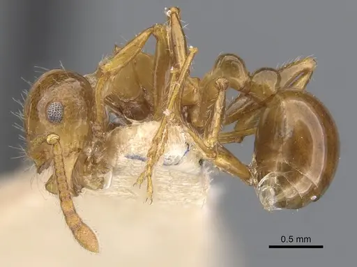 Pristomyrmex flatus specimen