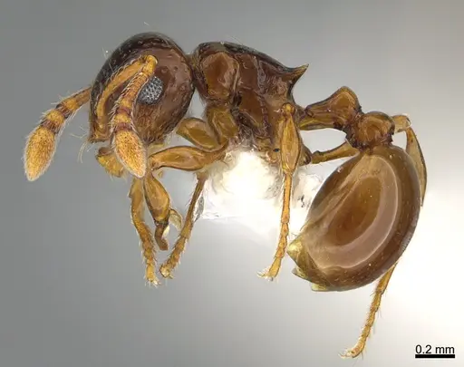 Pristomyrmex fossulatus specimen