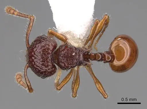 Pristomyrmex foveolatus specimen