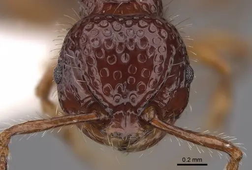 Pristomyrmex foveolatus specimen