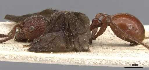 Pristomyrmex fuscipennis specimen