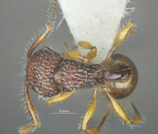 Pristomyrmex hamatus specimen