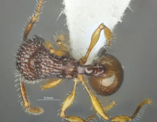 Pristomyrmex hamatus specimen