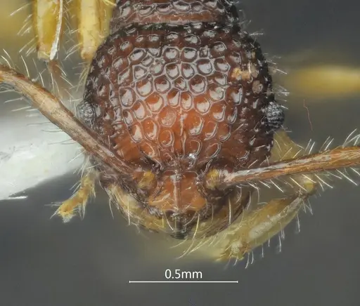 Pristomyrmex hamatus specimen