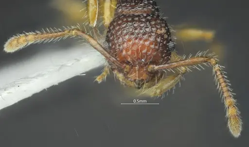 Pristomyrmex hamatus - ANTWEB1060569