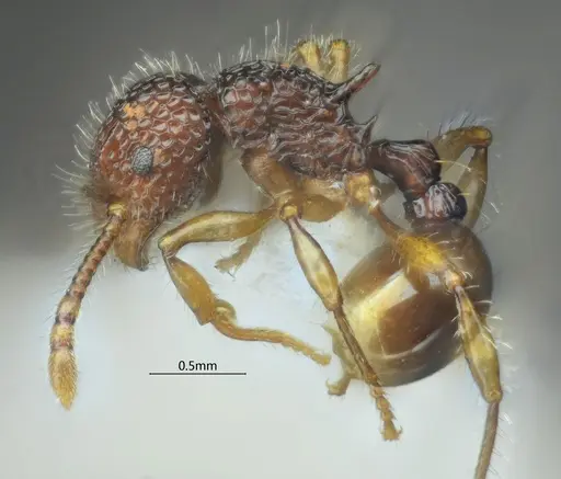 Pristomyrmex hamatus - ANTWEB1060569