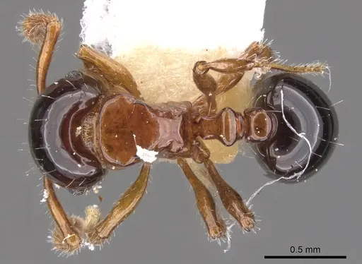 Pristomyrmex inermis specimen