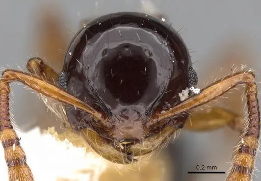 Pristomyrmex inermis specimen