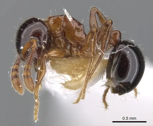 Pristomyrmex inermis specimen