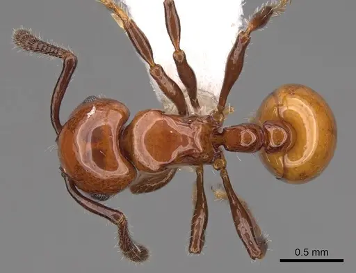 Pristomyrmex inermis - CASENT0922988