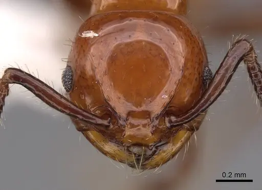 Pristomyrmex inermis - CASENT0922988