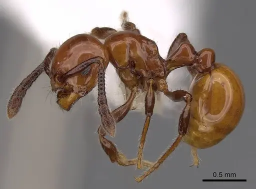 Pristomyrmex inermis - CASENT0922988