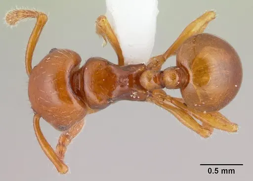 Pristomyrmex largus specimen