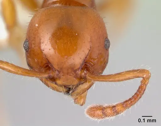 Pristomyrmex largus specimen