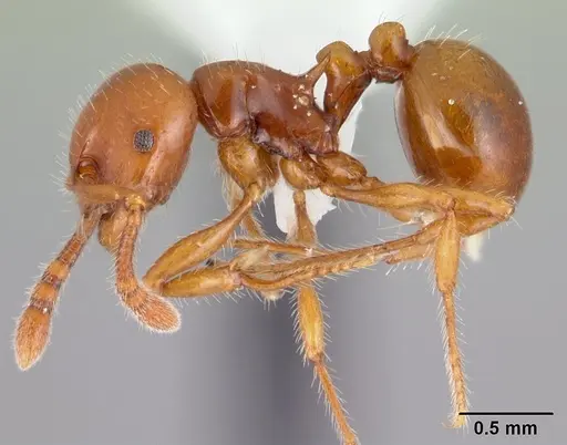 Pristomyrmex largus specimen