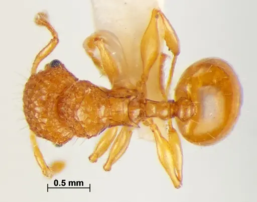 Pristomyrmex leleji specimen