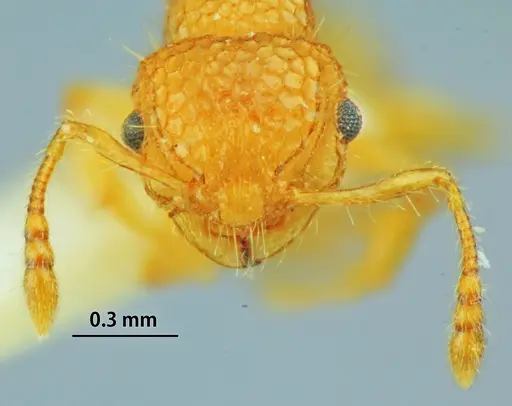 Pristomyrmex leleji specimen