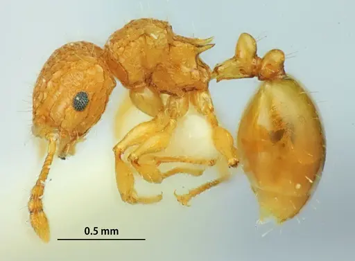 Pristomyrmex leleji specimen