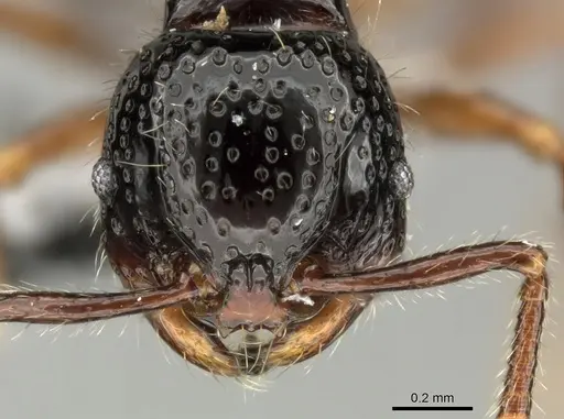 Pristomyrmex levigatus specimen