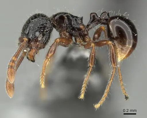 Pristomyrmex levigatus specimen