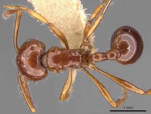 Pristomyrmex longispinus specimen