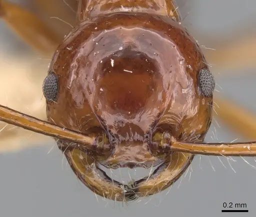 Pristomyrmex longispinus specimen