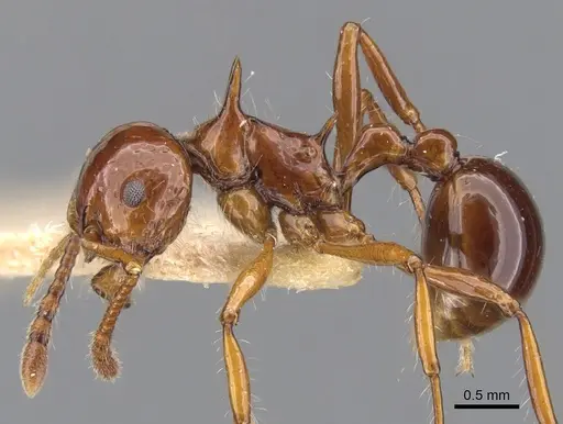 Pristomyrmex longispinus specimen