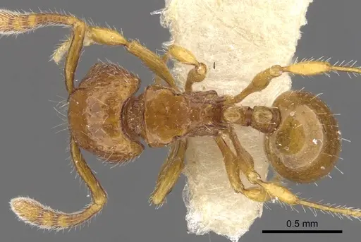 Pristomyrmex longus specimen