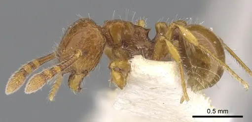 Pristomyrmex longus specimen