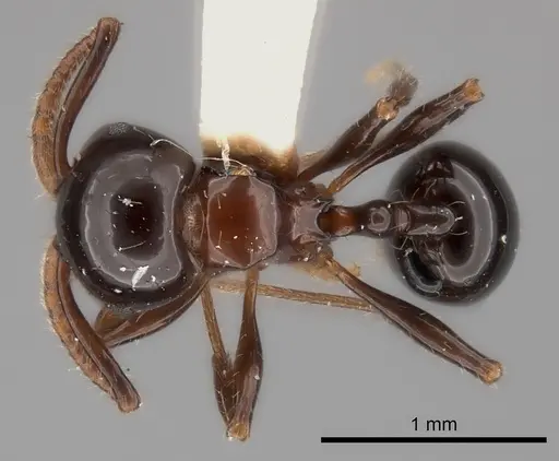 Pristomyrmex lucidus specimen