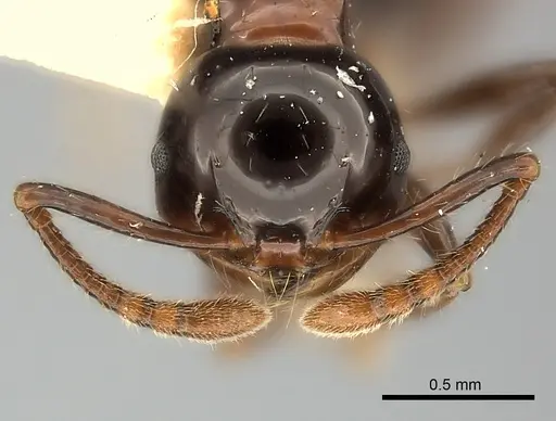 Pristomyrmex lucidus specimen