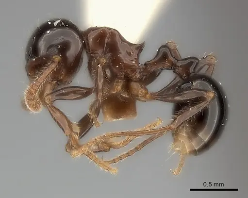 Pristomyrmex lucidus specimen