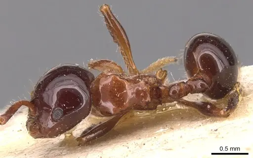 Pristomyrmex lucidus - CASENT0904698