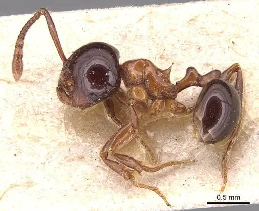 Pristomyrmex lucidus - CASENT0904698