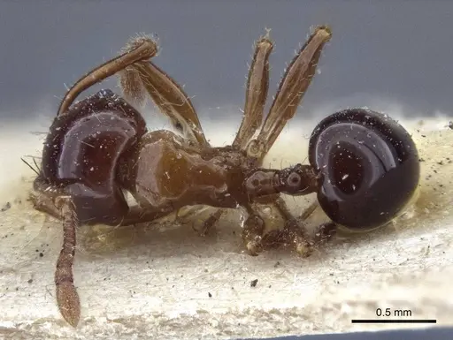 Pristomyrmex lucidus - CASENT0916664