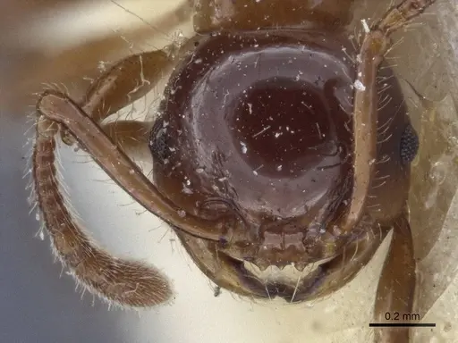 Pristomyrmex lucidus - CASENT0916664