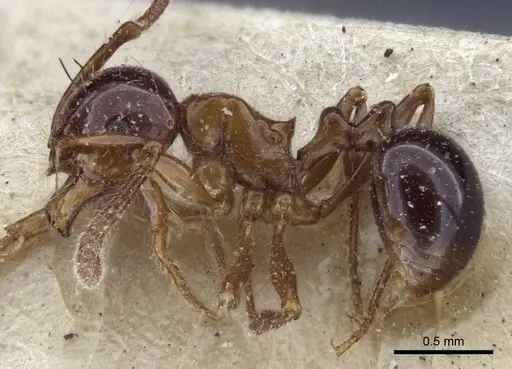 Pristomyrmex lucidus - CASENT0916664