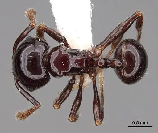 Pristomyrmex lucidus - CASENT0922990