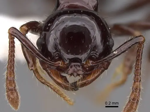 Pristomyrmex lucidus - CASENT0922990