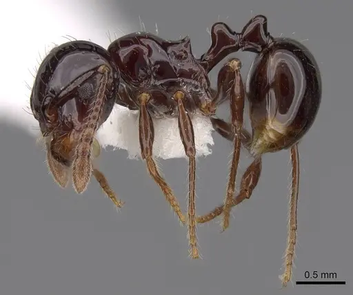 Pristomyrmex lucidus - CASENT0922990