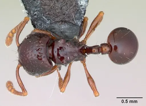 Pristomyrmex mandibularis specimen