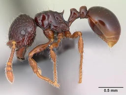 Pristomyrmex mandibularis specimen
