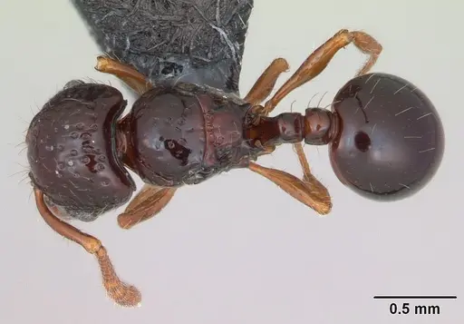 Pristomyrmex mandibularis - CASENT0171100