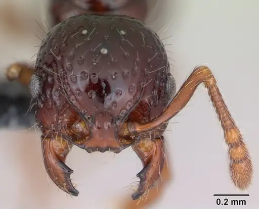 Pristomyrmex mandibularis - CASENT0171100