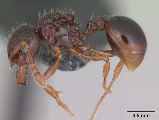 Pristomyrmex mandibularis - CASENT0171100