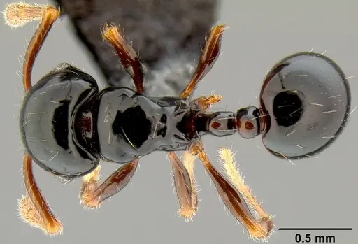 Pristomyrmex mandibularis - CASENT0171142