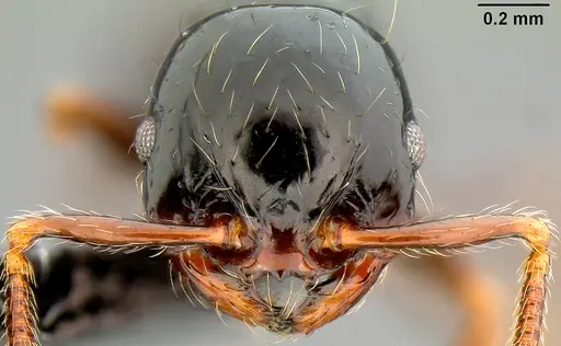 Pristomyrmex mandibularis - CASENT0171142