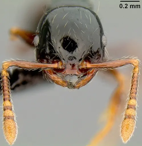 Pristomyrmex mandibularis - CASENT0171142