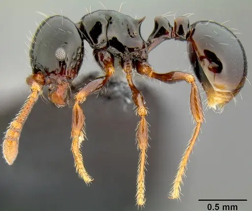 Pristomyrmex mandibularis - CASENT0171142