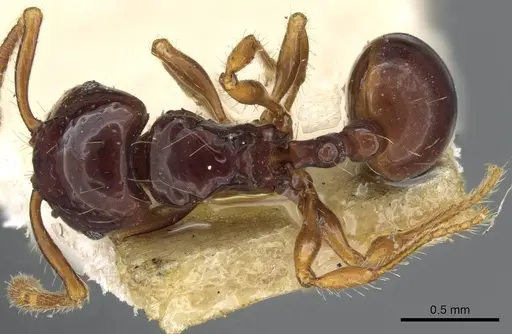 Pristomyrmex mandibularis - CASENT0905848